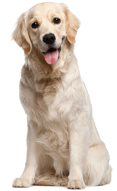 Happy isolated golden retriever sitting transparent background Central IL