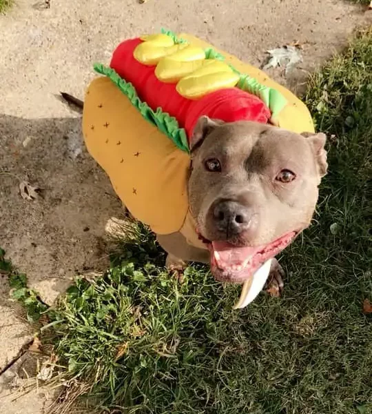 Christina Yoc Agency | Lick Creek Pet Lodge | Central IL resident pup in hot dog halloween costume